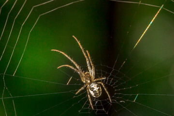 forest spider on a web in the sun on a green background. wildlife. colorful detailed macro photo of an insect. close-up. space for text. screensaver