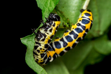 caterpillar of the cabbage butterfly. colorful detailed macro photograph of an insect in the wild. close-up. space for text. screensaver. bokeh