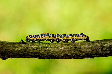 caterpillar on a green blurred background. with highlights. colorful detailed macro photo of an insect in the wild. close-up. space for text. screensaver. bokeh