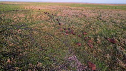 Beautiful aerial view tracking a group of wild capybaras walking at sunrise in their natural habitat, Llanos, Venezuela.
