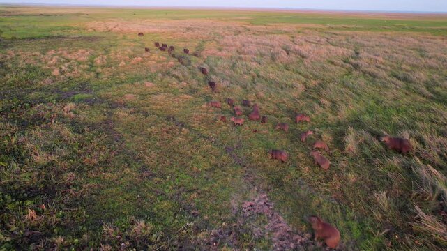 Beautiful aerial view tracking a group of wild capybaras walking at sunrise in their natural habitat, Llanos, Venezuela.