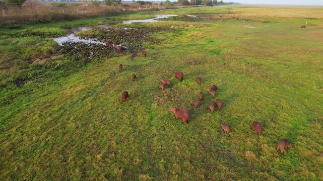 Scattered wild capybaras grazing across the wetlands of Apure, Venezuela. Showcasing their natural behavior in this lush, water-rich environment.