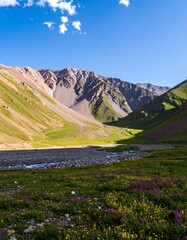 Mountain valley wildflowers