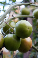 tomatoes in the garden
