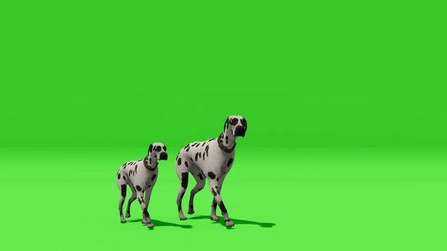 Realistic 3D Two Dalmatian Dogs Standing on Green Screen Background Animation