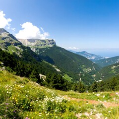 Mountain valley with wildflowers