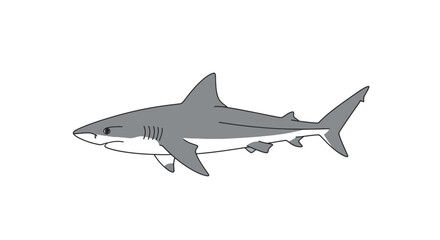 Fototapeta premium Graphic illustration of a great white shark for educational purposes in marine biology, ocean conservation, and wildlife awareness campaigns