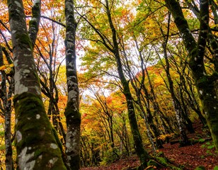 Fototapeta premium Low-angle view of a forest with moss-covered trees and vibrant autumn foliage