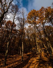 Fototapeta premium Low-angle view of autumn forest, sunlight filtering through canopy, casting shadows on ground