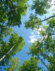 Obraz premium Low-angle view of lush green trees against a vibrant blue sky with a few fluffy clouds