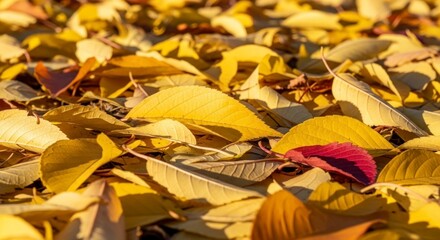 Fallen yellow leaves carpet the ground with one red leaf