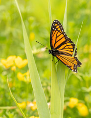 Viceroy butterfly on a green grass
