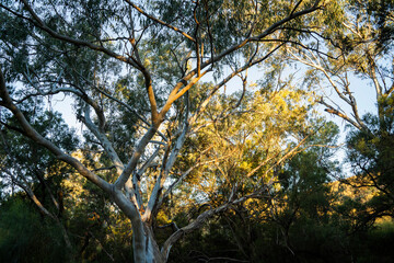 Australian bush at sunset, A eucalyptus tree's light-colored trunk and intricate branches are visible against a backdrop of dense foliage, with the sun's warm glow highlighting some of the leaves.