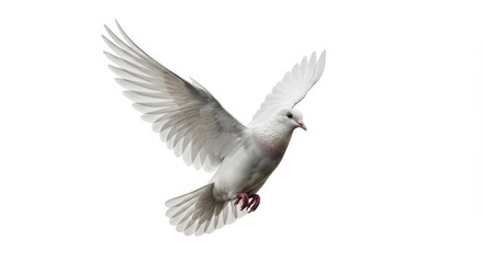 Obraz premium White pigeon in flight