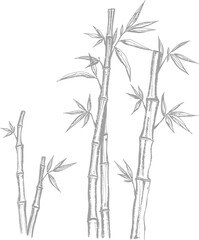 Obraz premium Bamboo silhouettes with highly textured pencil strokes