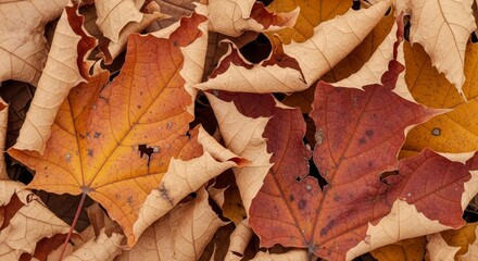 Closeup shows autumnal maple leaves in brown orange and yellow hues revealing dried edges and intricate vein patterns