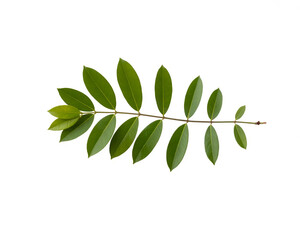 Fototapeta premium green leaves isolated on white