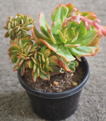Echeveria 'Briar Rose' crested mature succulent plant
