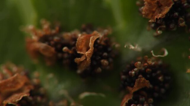 felce aquilina (Pteridium aquilinum)