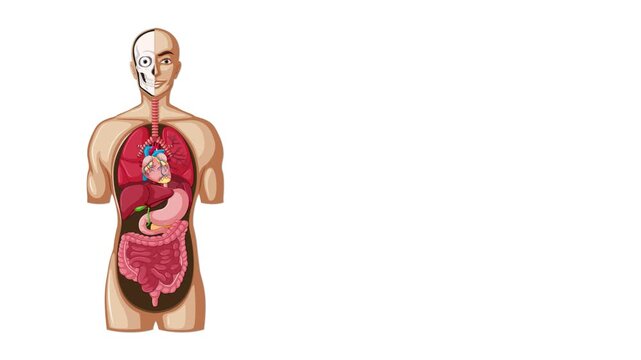 Step-by-Step Animation of the Human Digestive System Anatomy