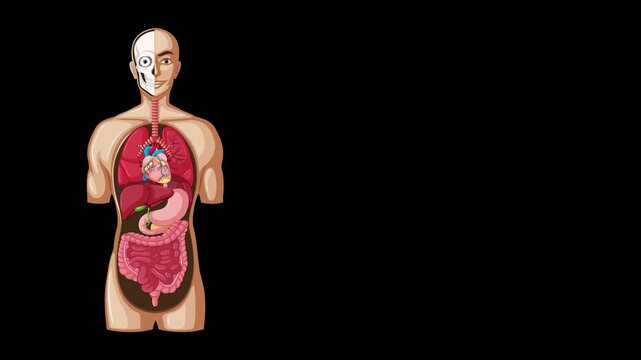 Progressive Anatomical Animation of Human Digestive System with Labels