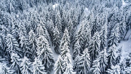 Aerial View of a Dense Forest Covered in Fresh Snow.