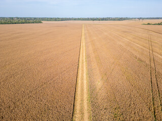 Aerial drone view showing a cornfield encircled by the dense Amazon rainforest in northern Brazil
