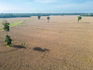 Aerial drone view showing a cornfield encircled by the dense Amazon rainforest in northern Brazil