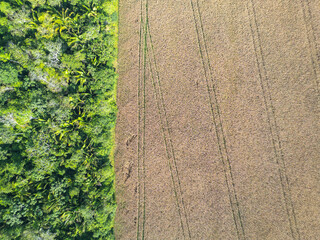 Aerial drone view of the transition zone between the native Amazon rainforest and a cultivated...