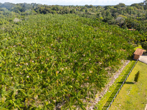 Aerial drone view showing an acai palm (Euterpe oleracea) plantation on non-flooded upland in the rural area of Cameta, in the state of Para, Brazil
