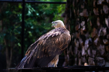 Himalayan Griffon Valture, picture clicked at Vandalur Zoo, Arignar Anna Zoological Park, Chennai, Tamil Nadu, South India, India