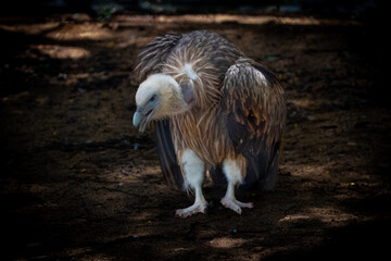 Fototapeta premium Himalayan Griffon Valture, picture clicked at Vandalur Zoo, Arignar Anna Zoological Park, Chennai, Tamil Nadu, South India, India