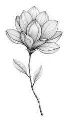 Delicate black and white line art of a single magnolia flower stem with intricate details