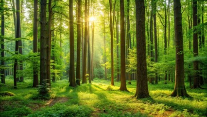 Naklejka premium A serene forest with lush greenery and a few tall trees in soft natural light