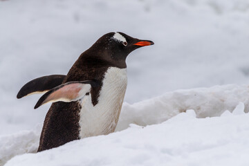 Fototapeta premium Close-up of a Gentoo Penguin -Pygoscelis papua- walking along a penguin highway in a snowy landscape of the colony at Danco island, on the Antarctic Peninsula