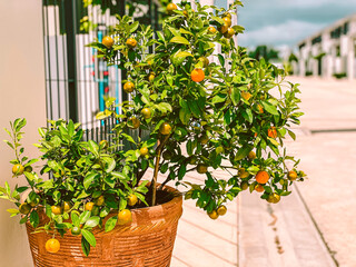 A cute orange hangs on the tree, glowing with freshness under the sunlight, bringing a sense of sweetness and joy in nature.