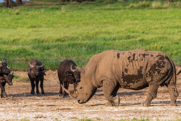 Close-up of an encounter with a herd White Rhinoceros -Ceratotherium simum- in Lake Nakuru national...