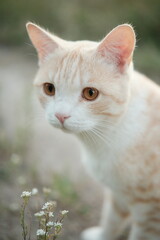 Obraz premium portrait of a cat