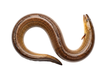 Detailed close up of a brown banded sea snake coiled on a transparent background isolated on transparent background
