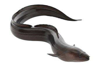 Dark moray eel swimming gracefully isolated on transparent background