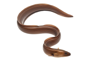 Brown moray eel curled and isolated on transparent background