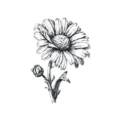 Hand Drawn Outline Sketch of a Daisy Flower and Bud