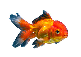 Vibrant Goldfish:  Stunning Aquarium Pet Isolated on Transparent Background