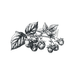 Detailed ink sketch of fresh raspberries and green leaves on a stem