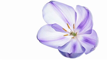 Abstract Floral Vectors: White Flowers and Botanical Elements in Modern Design