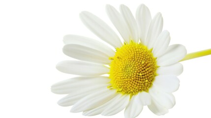 Naklejka premium Abstract Floral Vectors: White Flowers and Botanical Elements in Modern Design