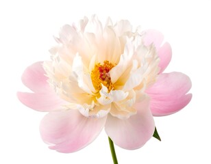 Fototapeta premium A single, pale pink peony blossom isolated on a white background