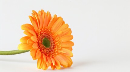 Abstract Floral Vectors: White Flowers and Botanical Elements in Modern Design