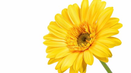 Abstract Floral Vectors: White Flowers and Botanical Elements in Modern Design