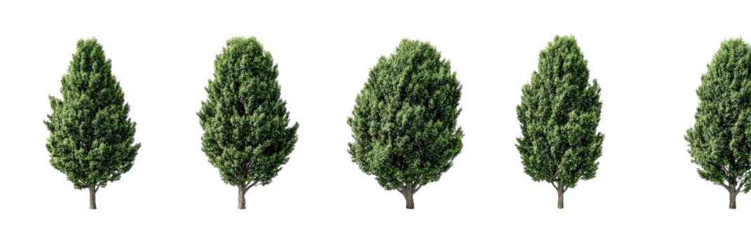 Coniferous trees in a row, green foliage